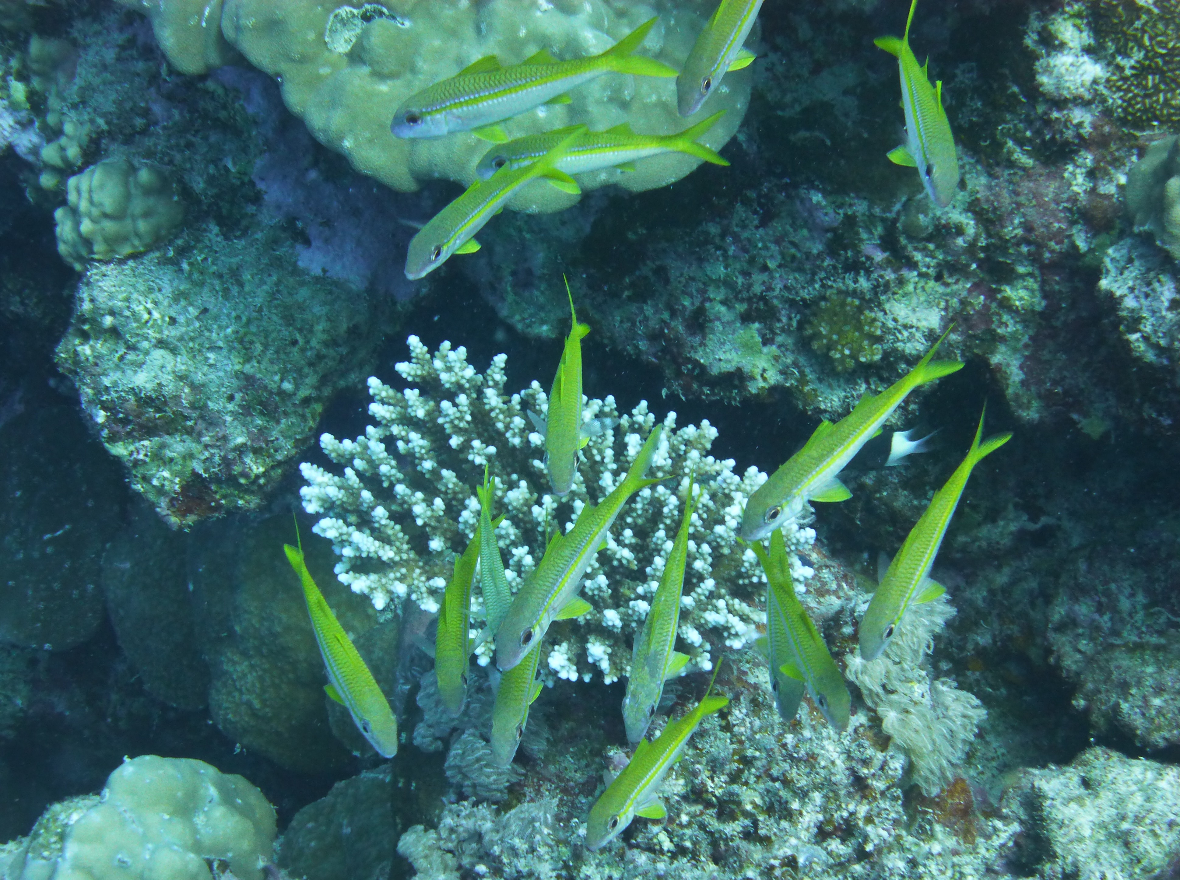 Poissons au-dessus du récif à El Quseir, septembre 2026